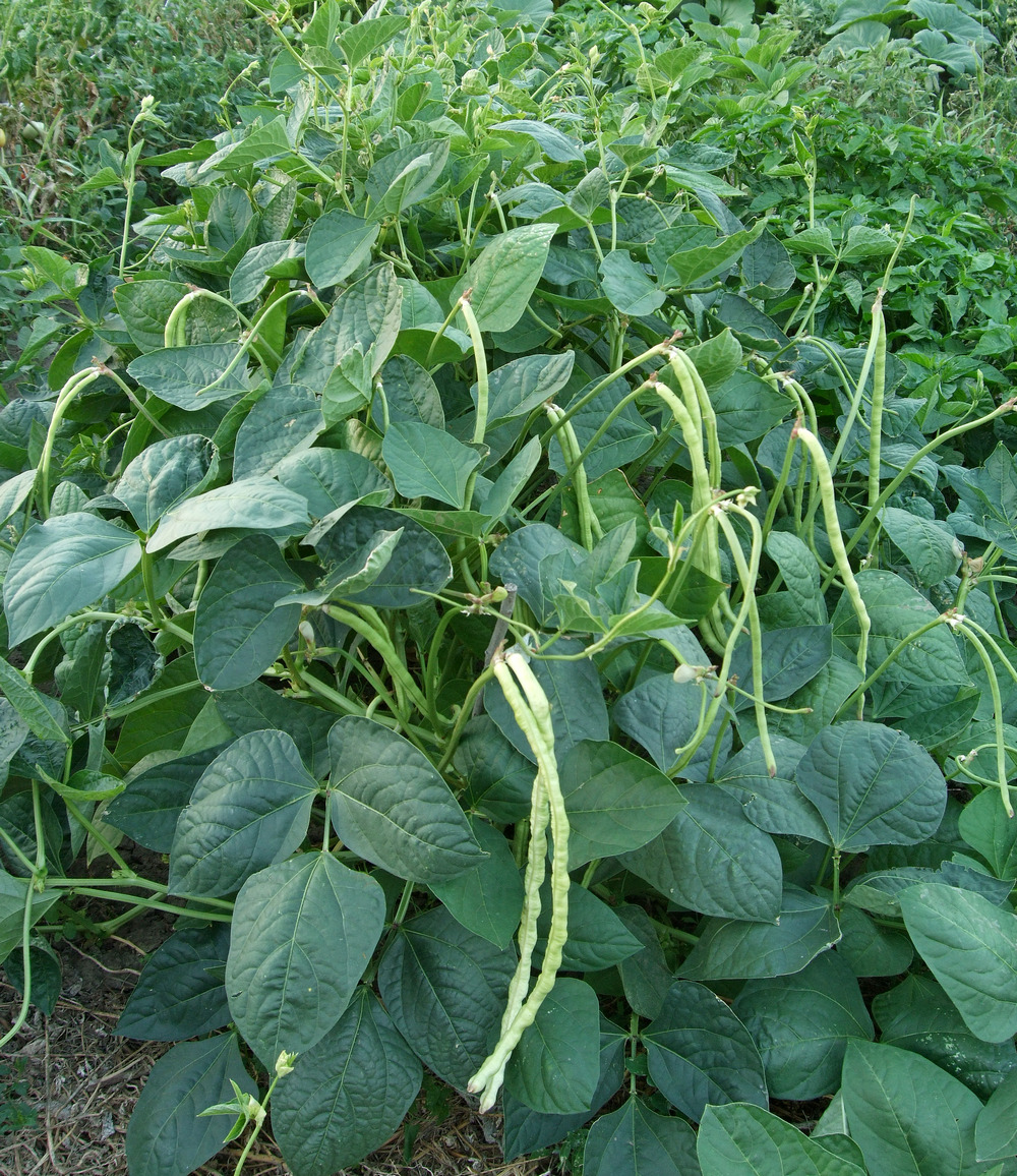 вигна сорт Безколово чудо