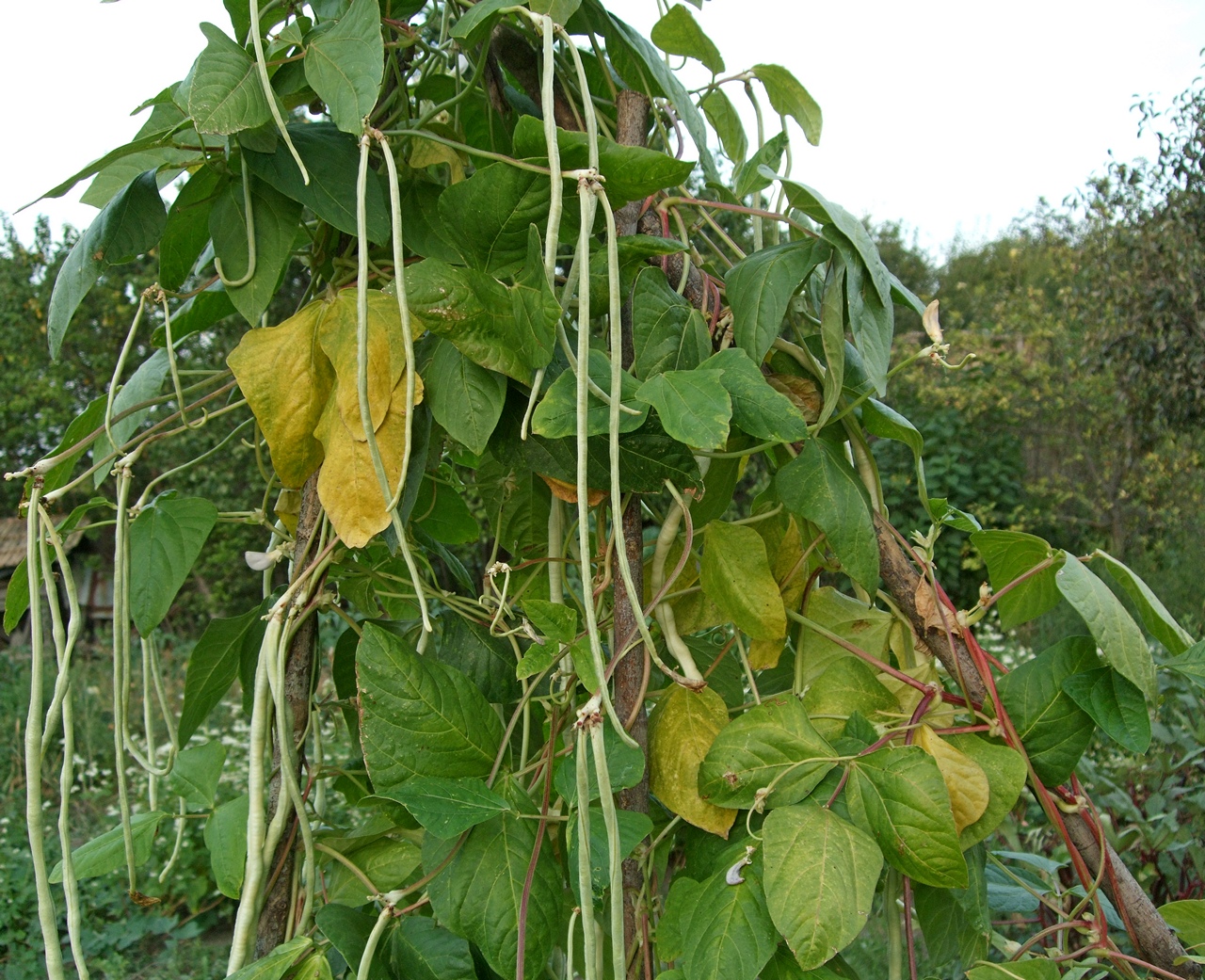 вигна сорт Бяла галактика