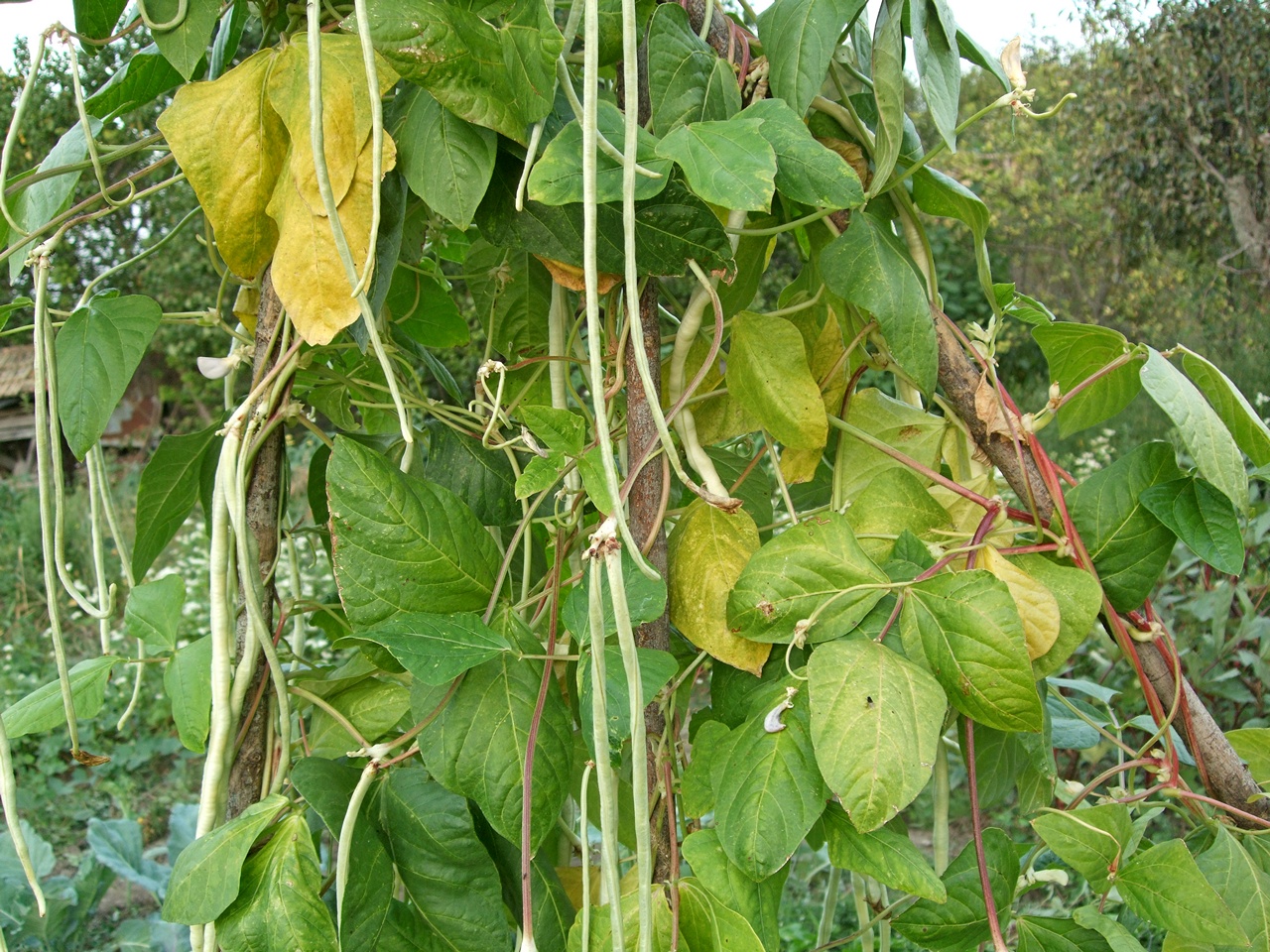 вигна сорт Бяла галактика